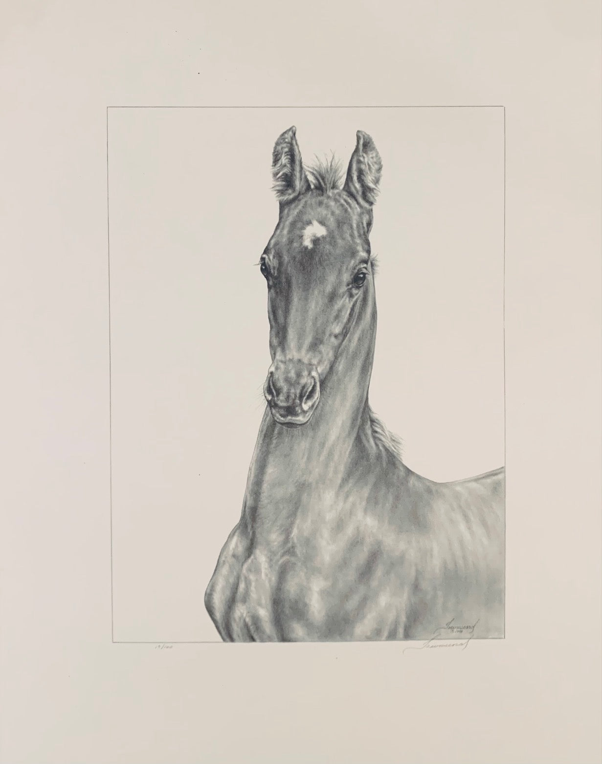 American Saddlebred Weanling