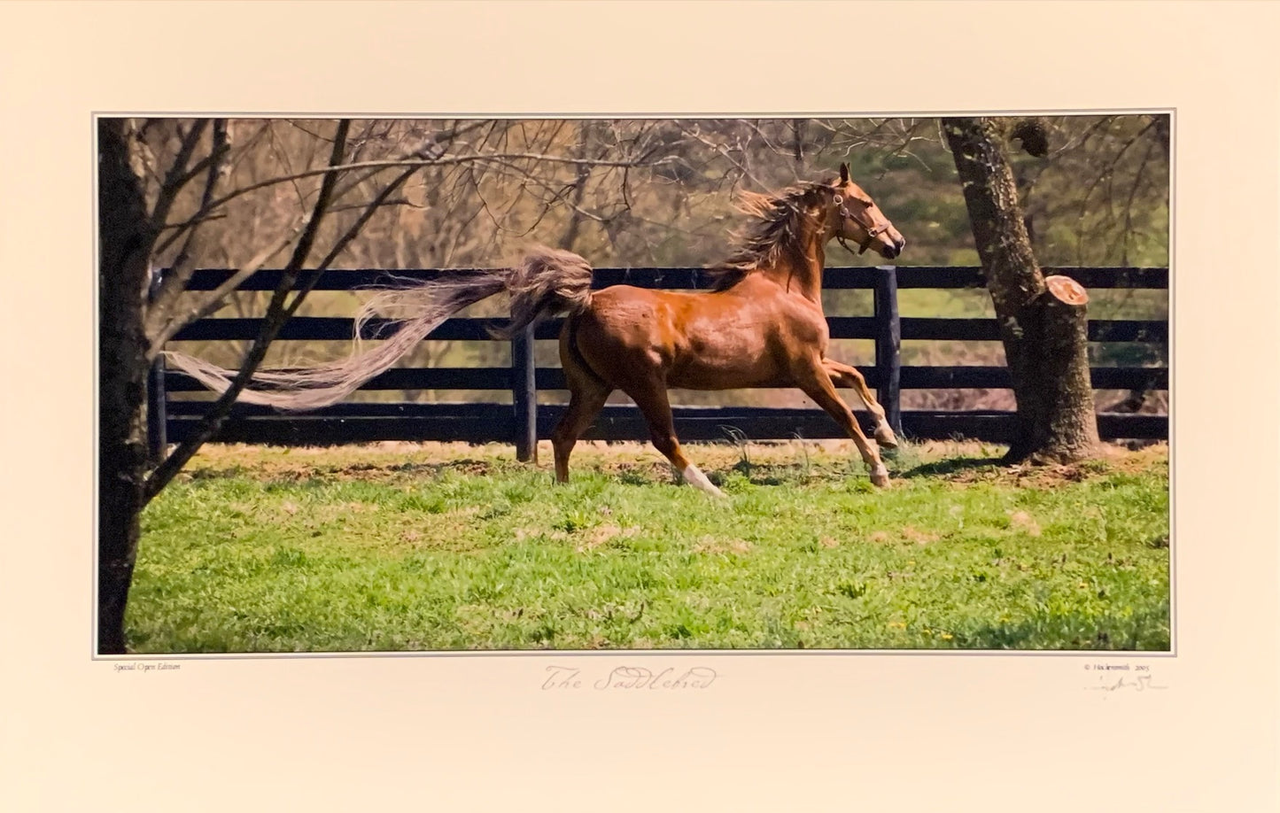 The Saddlebred Tale