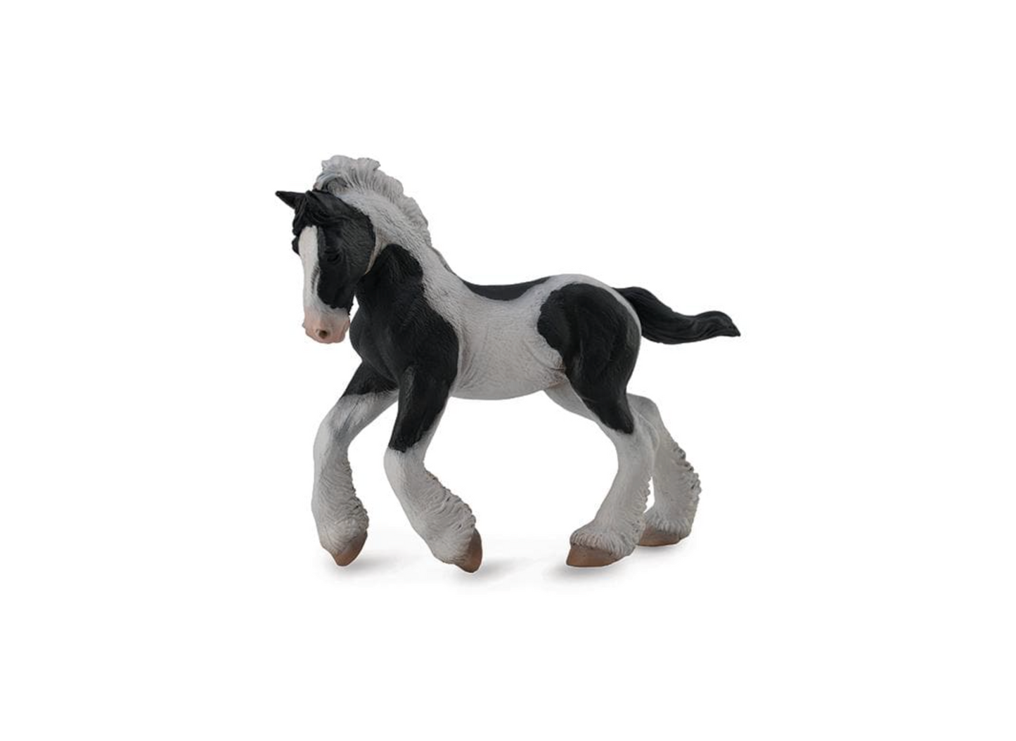 Gypsy Vanner Foal | Black & White Piebald