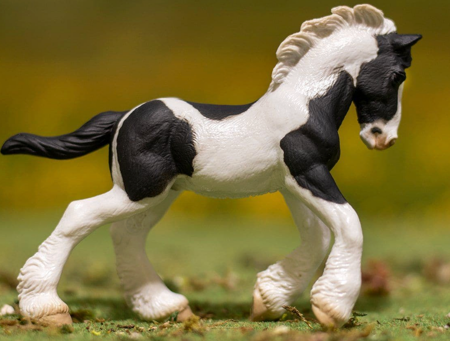 Gypsy Vanner Foal | Black & White Piebald