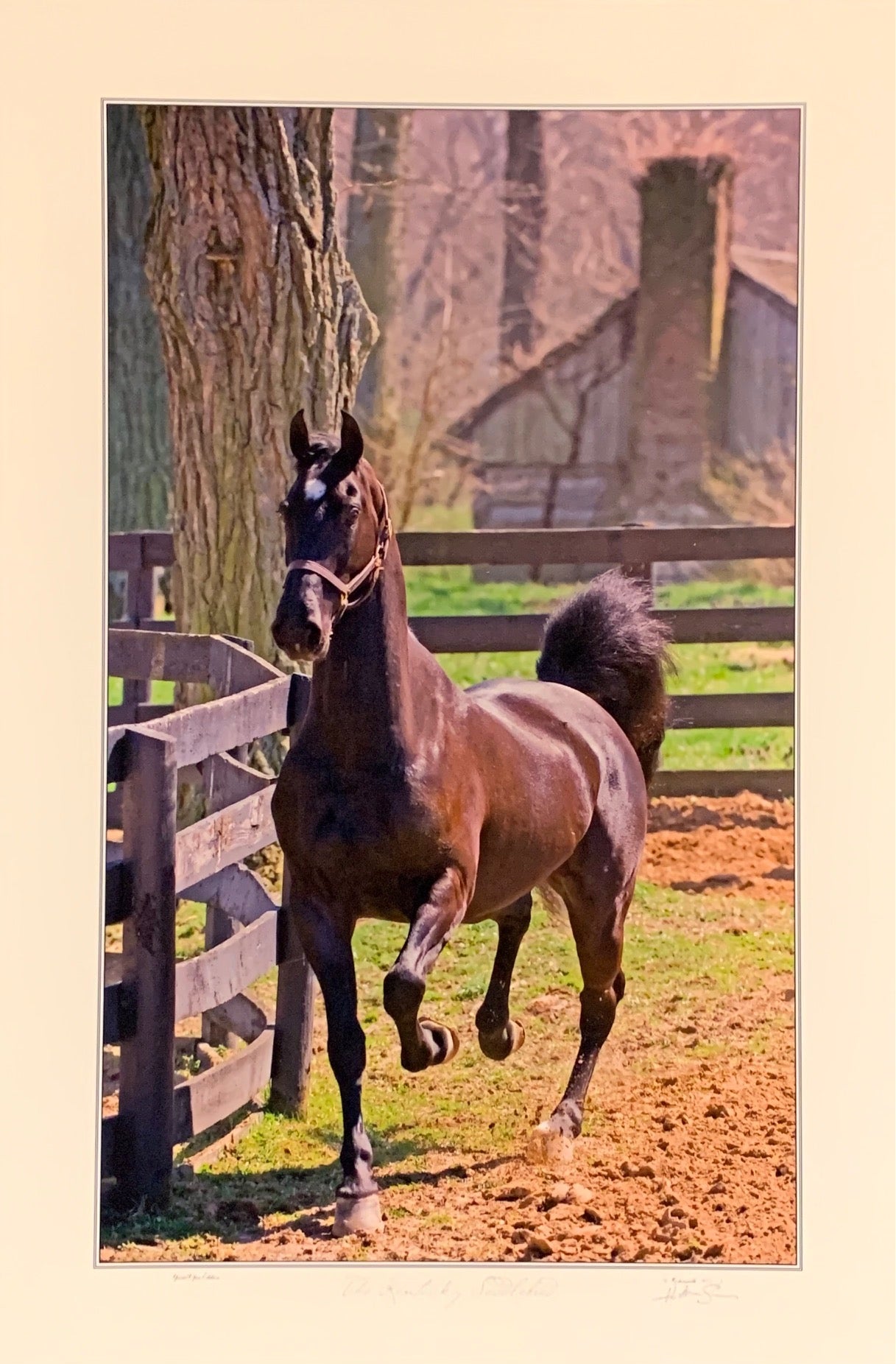 The Kentucky Saddlebred
